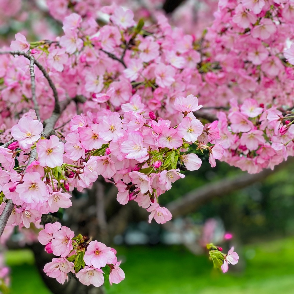 Meet your Posher, Apple